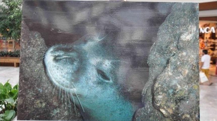 Akdeniz Foku Fotoğraf Sergisi İlgiyle İzlendi