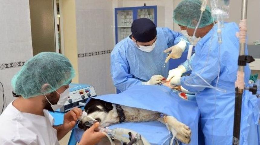 S&uuml; Veteriner Fak&uuml;ltesi&rsquo;nin Akreditasyon Başarısı