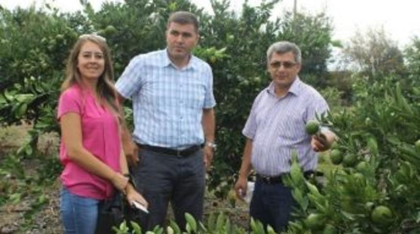 Narenciye Bahçelerinde İnceleme