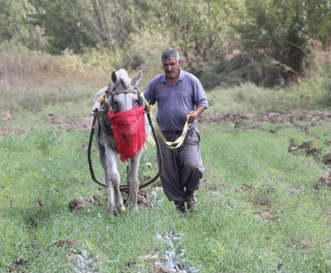 (&ouml;zel Haber) Teknolojiye İnat At İle &Ccedil;apa Yaparak 4 &Ccedil;ocuğunu B&uuml;y&uuml;tt&uuml;