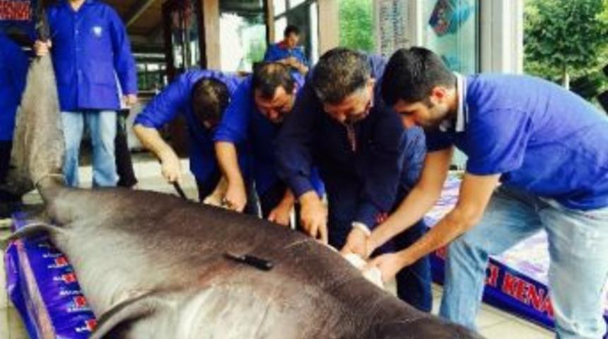 Kanser Hastaları Dev K&ouml;pek Balığı İle Şifa Bulacak