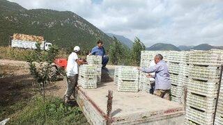 Isparta’da Elma Hasadı Başladı