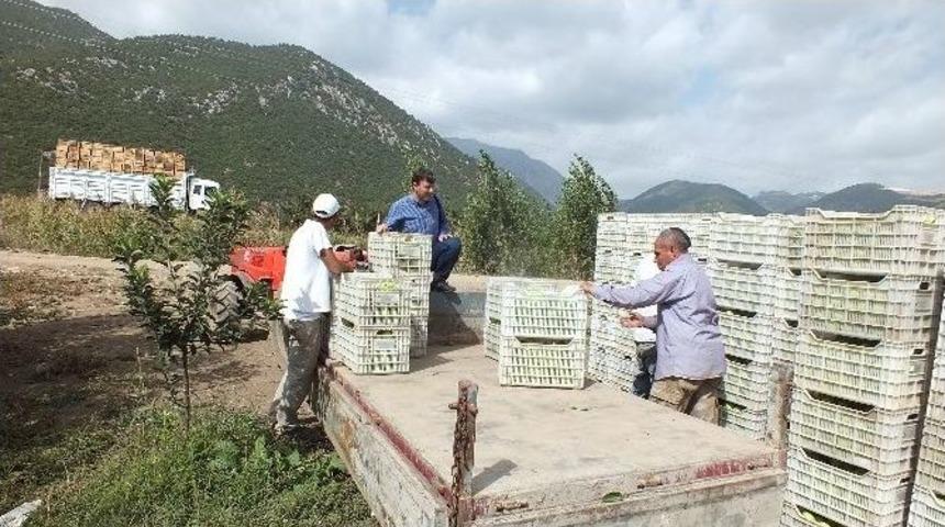 Isparta&rsquo;da Elma Hasadı Başladı