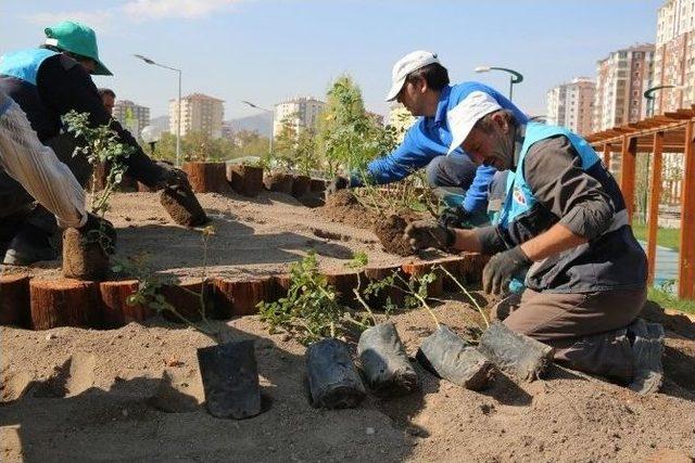 Kocasinan Gül Park’ı Açıyor