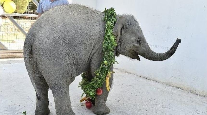 400 Kiloluk Sevimli Fil İ&ccedil;in Doğum G&uuml;n&uuml; Partisi