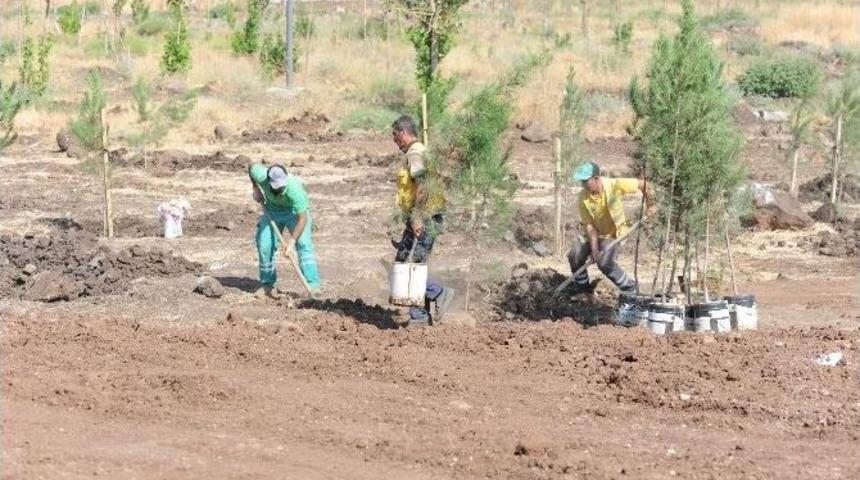 Kent Ormanı&rsquo;na Binlerce Ağa&ccedil; Dikimi Devam Ediyor