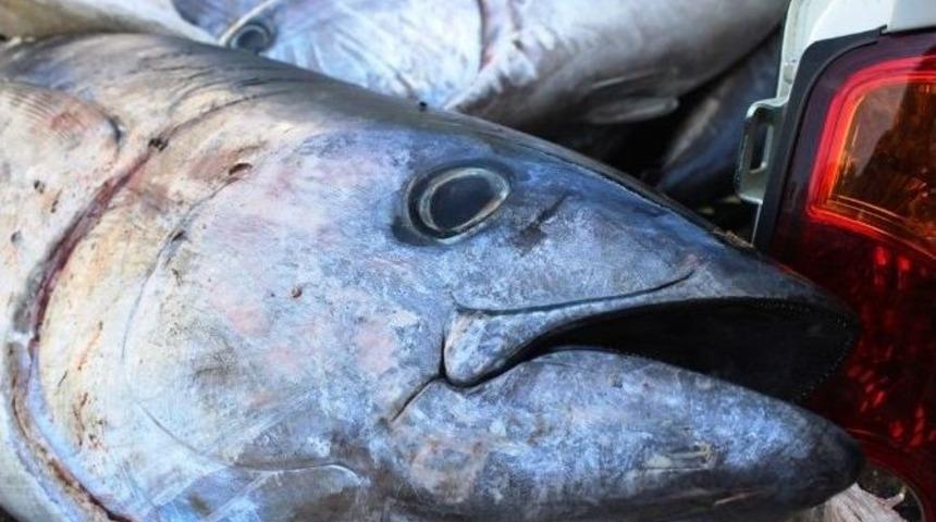 &Ccedil;anakkale&rsquo;de Ka&ccedil;ak Avlanmayla Yakalanan 400 Kilo Orkinosa El Konuldu