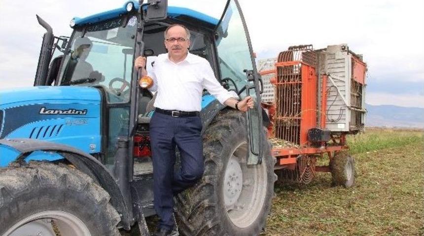 Milletvekili Traktör Sürdü, Pancar Hasadı Yaptı