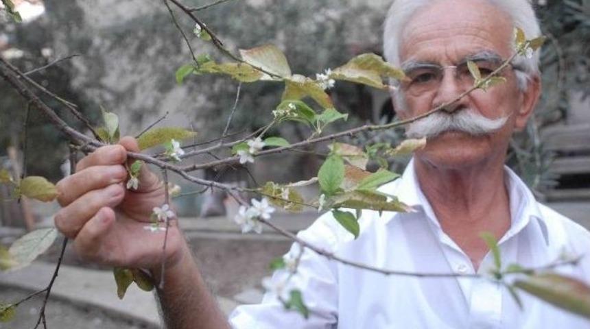 Erik Ağa&ccedil;ları &Ccedil;i&ccedil;ek A&ccedil;tı