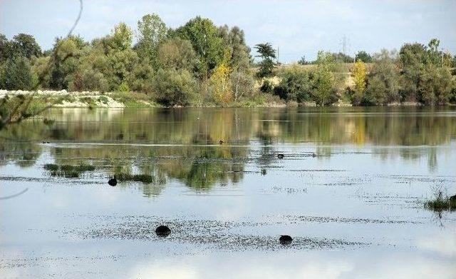 Büyükbaş Hayvan Kelleleri Göletlere Atıldı