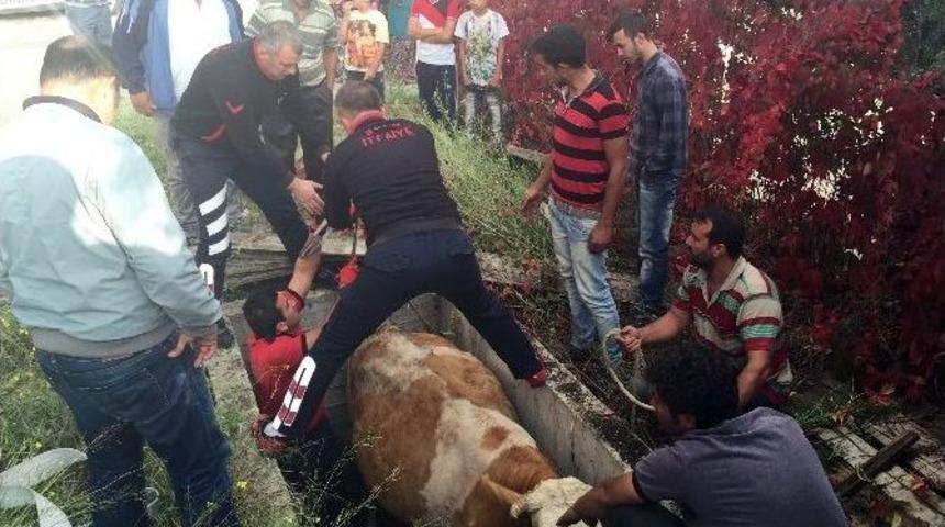 Su Kanalına D&uuml;şen İneği İtfaiye Kurtardı