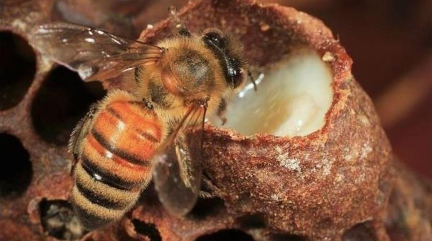 Krali&ccedil;elerin Besini Arı S&uuml;t&uuml;