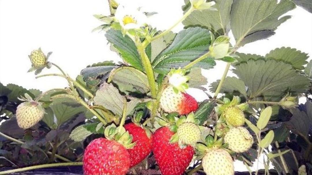 &Ccedil;ilek Yeştiriciliği Dikenli K&ouml;y&uuml; İ&ccedil;in Ge&ccedil;im Kaynağı Oldu