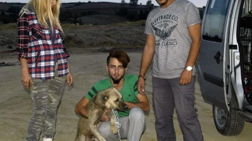 Tekirdağ&rsquo;da Uyuz K&ouml;peklerin Dramı