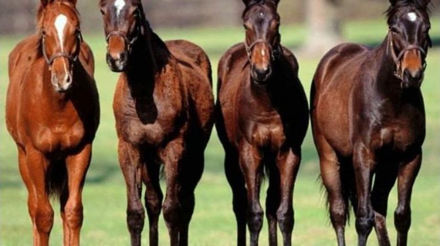 Yarış Atlarına Da &ldquo;&ccedil;ip Bebek&rdquo; Teknolojisi