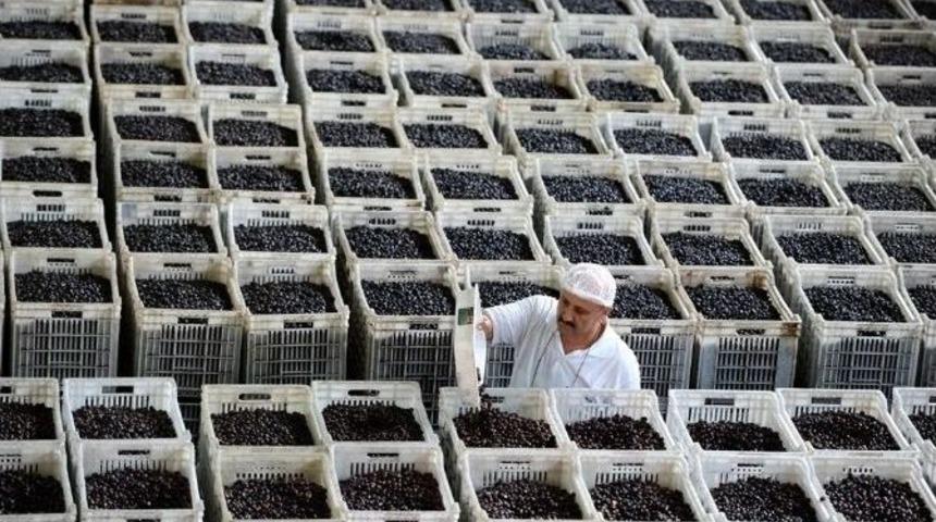 Zeytinde Orta Ve Taban Danede Fiyat İyileştirmesi