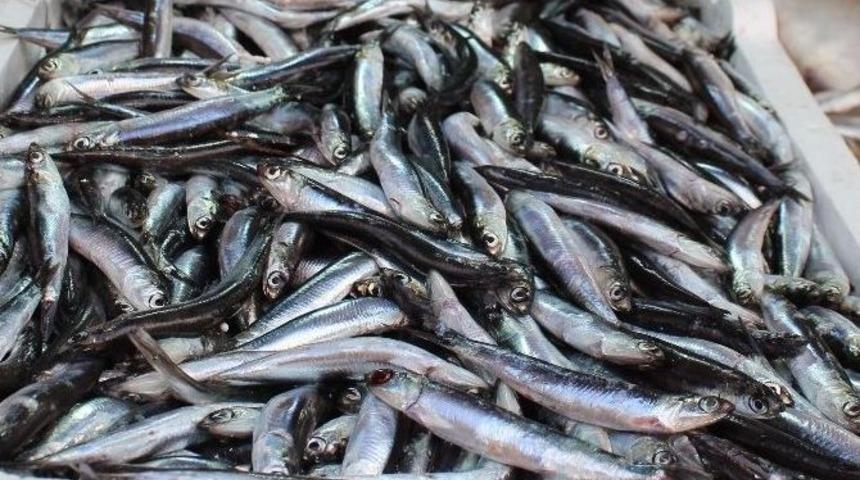 Havalar Isındı Hamsi Azaldı