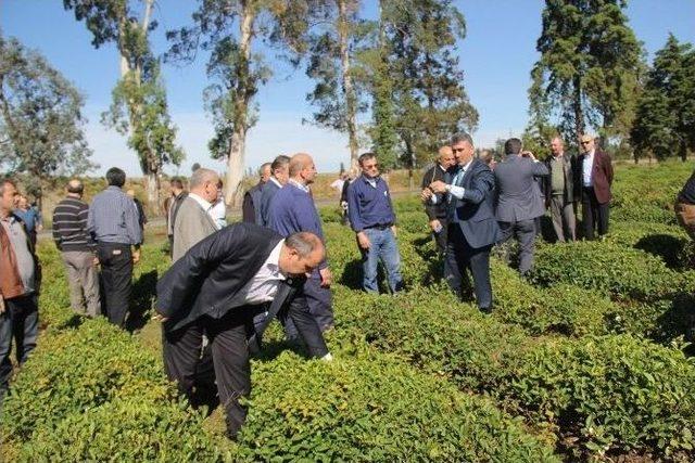 Rize’den Gürcistan’a Çay Tarımını Yerinde Görmek İçin Gittiler Ama Hayal Kırıklığı Yaşadılar