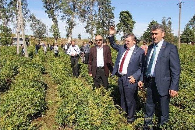 Rize’den Gürcistan’a Çay Tarımını Yerinde Görmek İçin Gittiler Ama Hayal Kırıklığı Yaşadılar