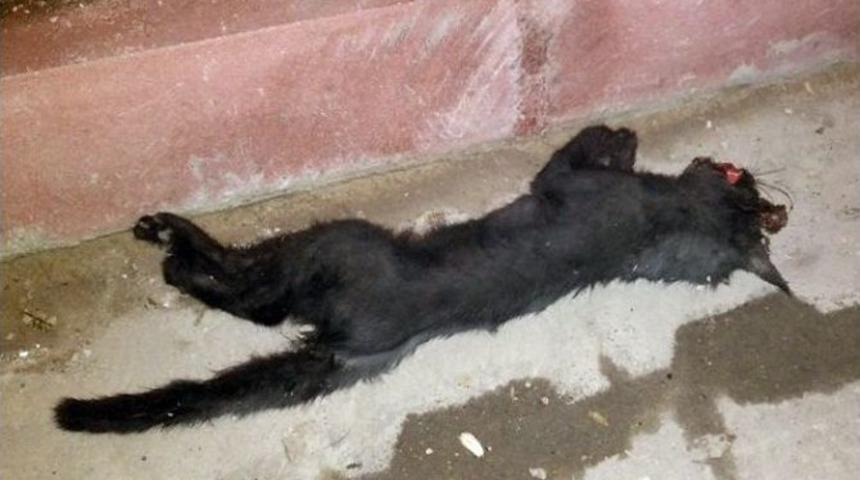 Sok Hayvanlarına Zehirli Tavuk Verildi