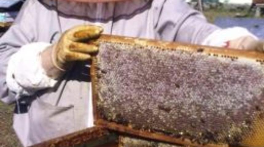 Kestane Balı &Uuml;retiminde Tehlike &Ccedil;anları