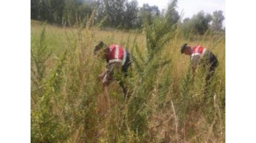 Kırklareli&rsquo;nde 542 Bin K&ouml;k Hink Keneviri Ele Ge&ccedil;irildi