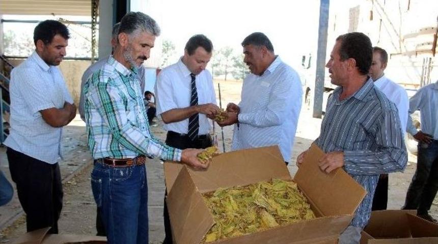 Samsat&rsquo;ta, T&uuml;t&uuml;n Satışları Başladı