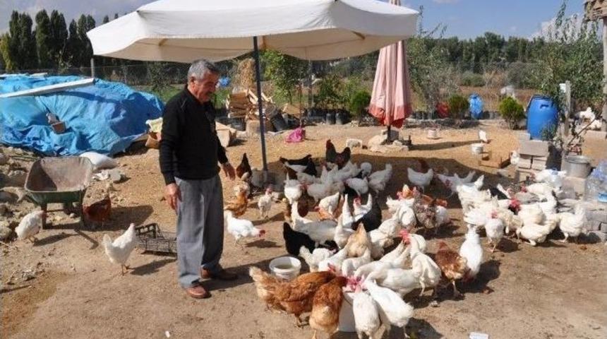 T&uuml;keticiler Organik Yumurtayı Sevdi