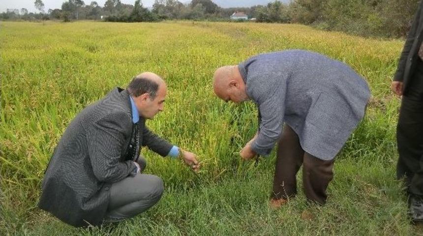 D&uuml;zce&rsquo;de &Ccedil;eltik Hasadı Devam Ediyor