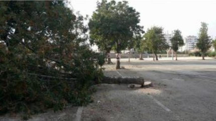 Ereğli&rsquo;de Asırlık Ağacı Kestiler