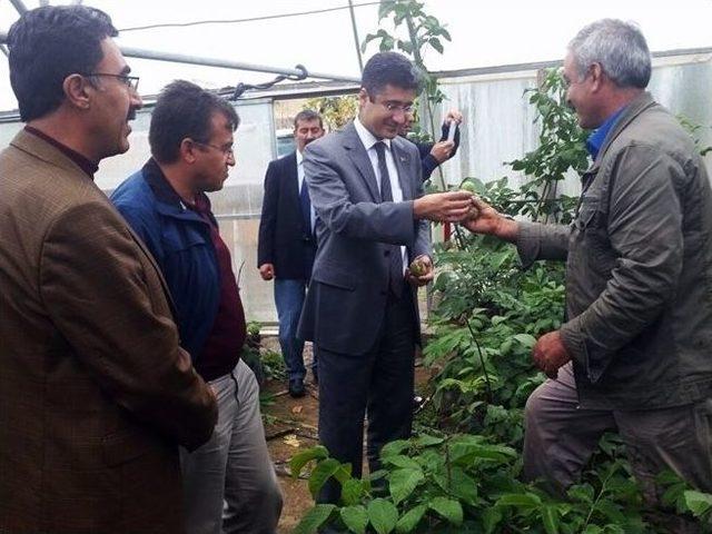 Soğuğa Dayanıklı Ceviz Fidanları Yetiştirilecek 1