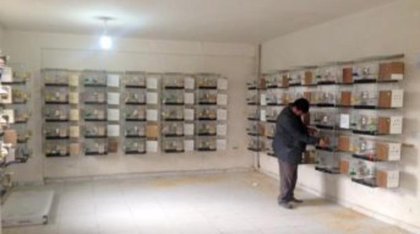 Pasinler&rsquo;de Muhabbet Kuşu &Uuml;retiliyor