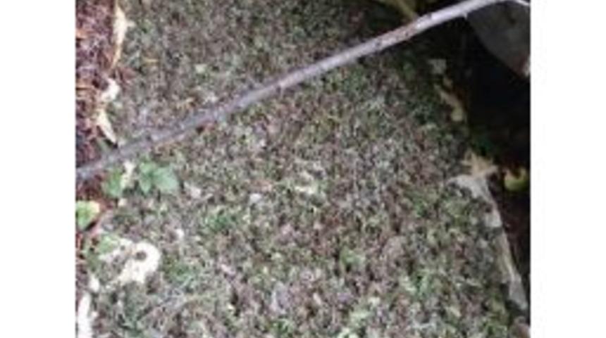 Jandarma Ormanlık Alanda Uyuşturucu Ele Ge&ccedil;irdi