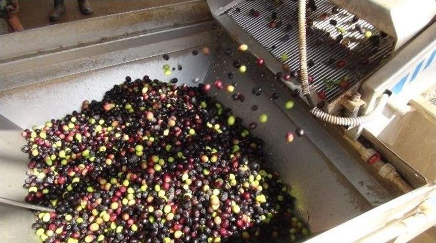 Zeytin &Uuml;reticisi Altın Yılını Yaşayacak