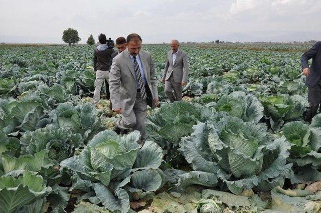 Muş’ta Lahana Hasadı Başladı