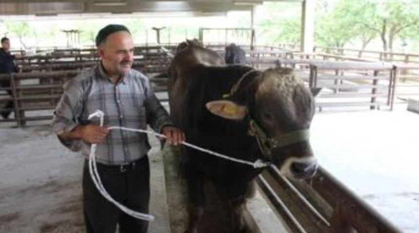 Erzincan&rsquo;da Esmer Cinsi Damızlık Boğa Dağıtıldı