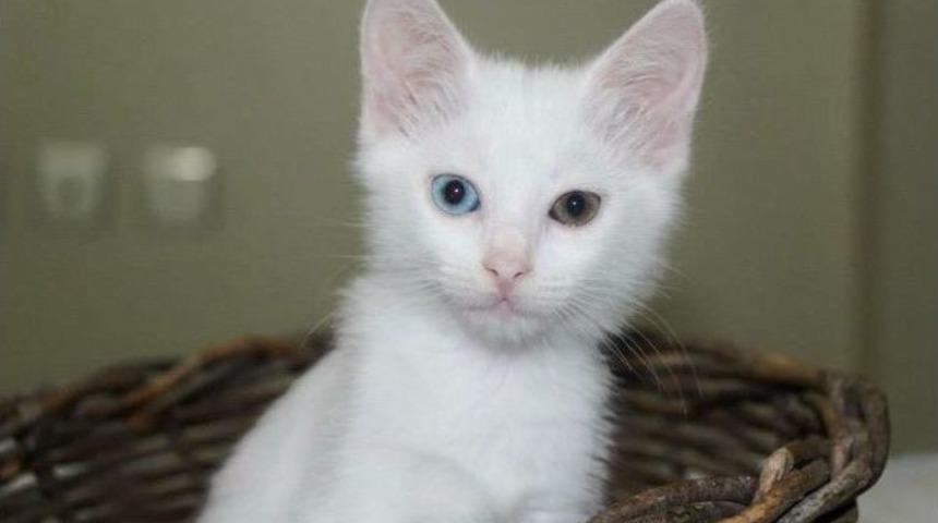 Kayıp Van Kedisini Facebook&rsquo;ta Arıyor