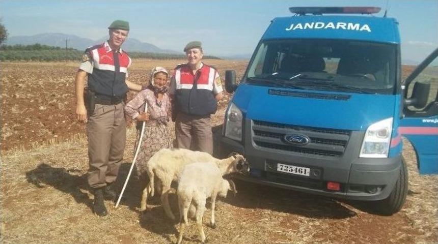 Adaklık Koyunları &Ccedil;aldılar