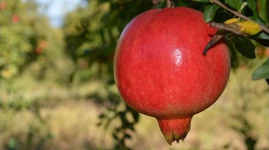 Narda İhracat Sıkıntısı