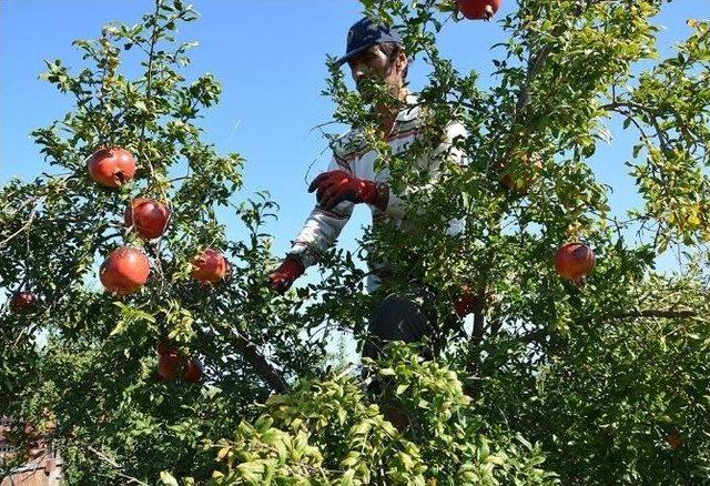 Narda İhracat Sıkıntısı