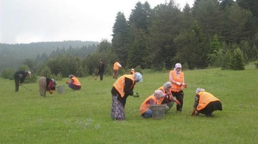 30 Bin Salep Fidanı Dikildi