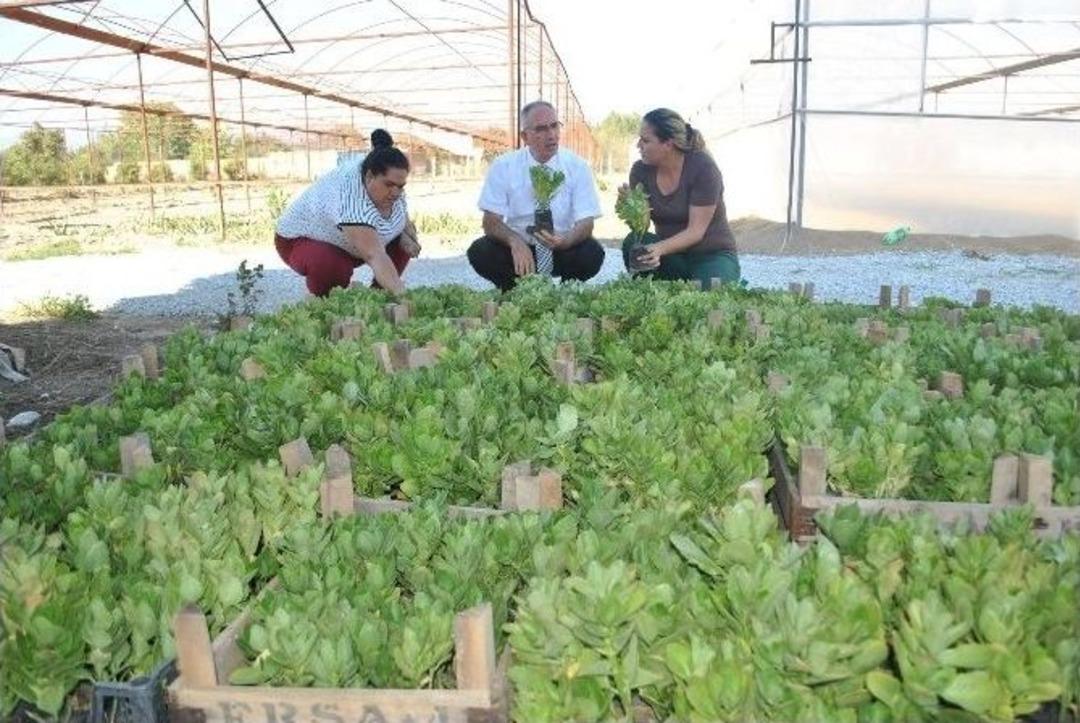 &Ccedil;i&ccedil;ekler İncirliova&rsquo;da Yetişecek