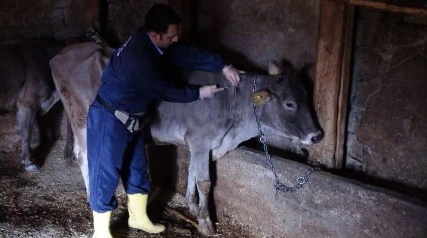 Yozgat&rsquo;ta 215 Bin Hayvana Şap Aşısı Yapılacak