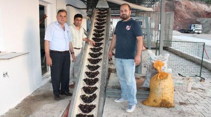 Kumluca&rsquo;da İlk Zeytinyağı Sıkıldı