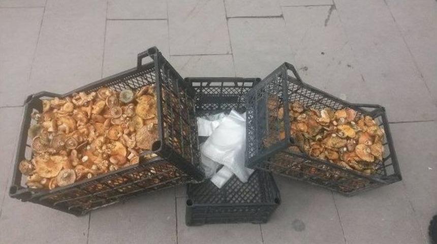 K&ouml;yl&uuml;n&uuml;n Ek Gelir Kaynağı Kanlıca Mantarı Pazara İndi