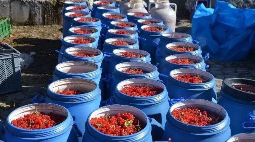 B&uuml;nyan&rsquo;da Gilaburu Hasadı Başladı