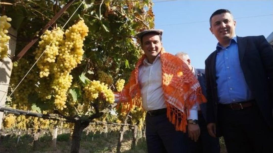 Milletvekili Baybatur, Sarıg&ouml;l&rsquo;de Bağ Bozumuna Katıldı