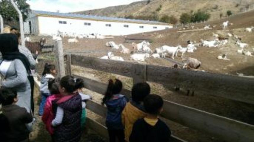 Ke&ccedil;i&ouml;ren &Ccedil;odam Minikleri Doğayla Buluşturdu