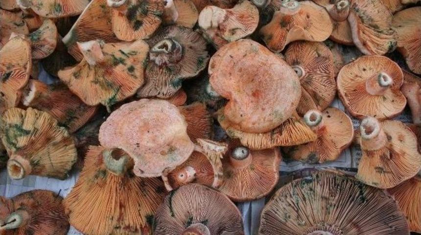 Melki Mantarı İlgi G&ouml;r&uuml;yor