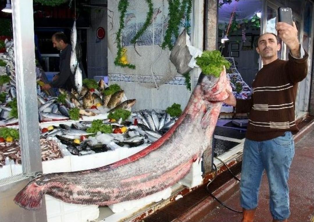 Sazana Niyet, Yayın Balığına Kısmet